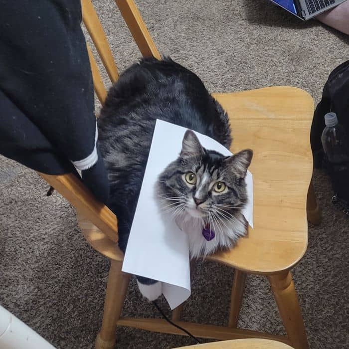 Cat with Paper