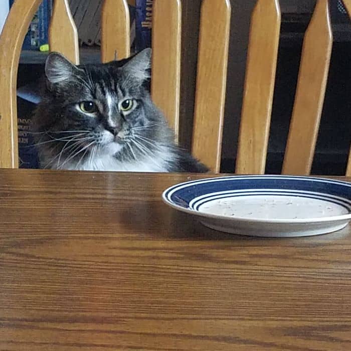 Cat at Table
