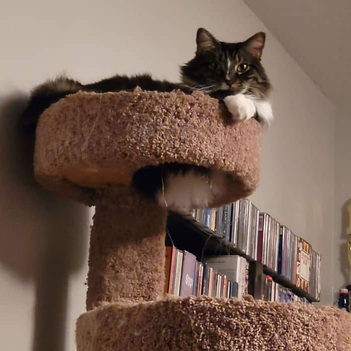 Cat in Cat Tree
