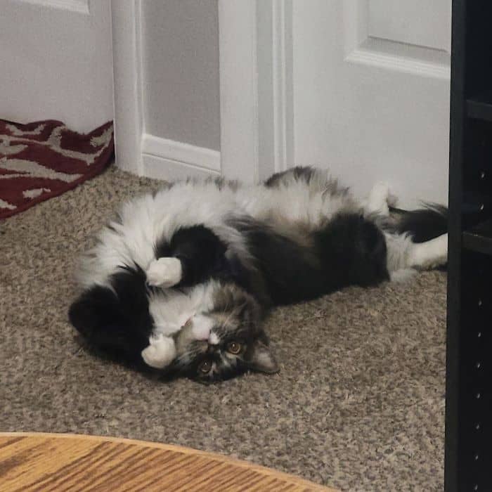 Cat Stretching