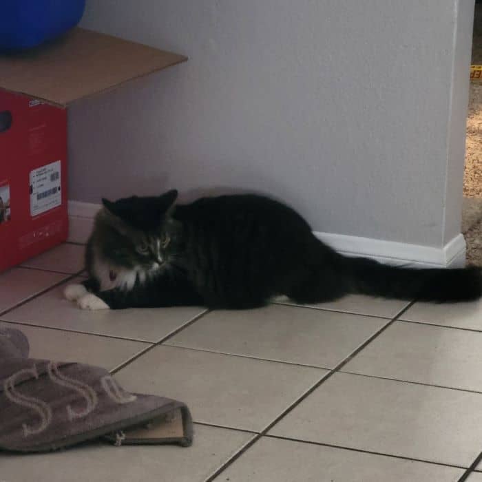 Playful Cat