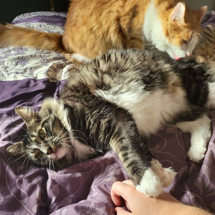 Cat Laying on Bed