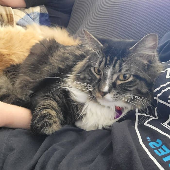Cat on Couch