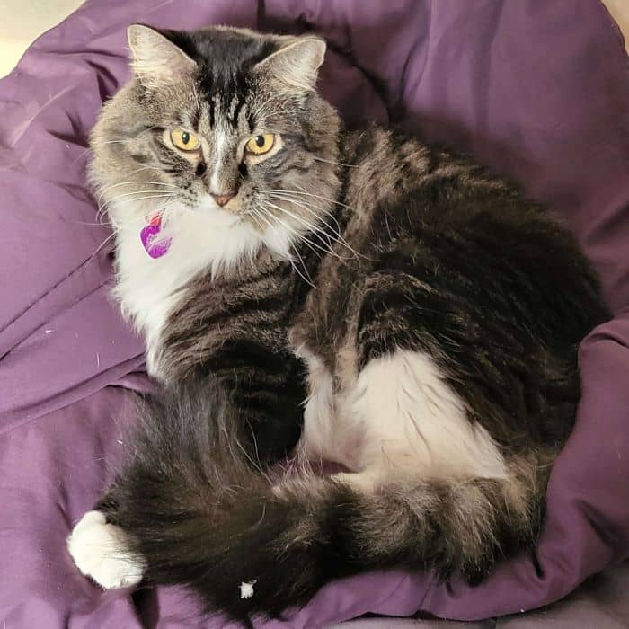 Cat in Blanket