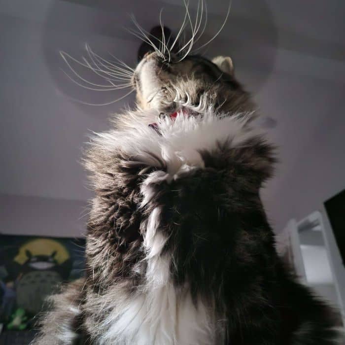 Cat Looking Up