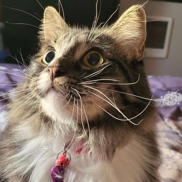 Cat with Wide Eyes