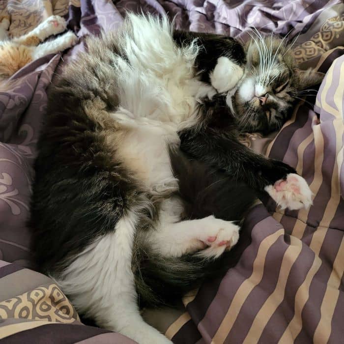 Cat Sleeping Upside Down