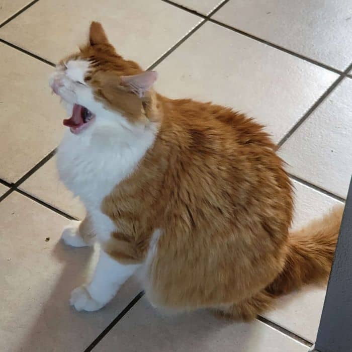 Cat Yawning