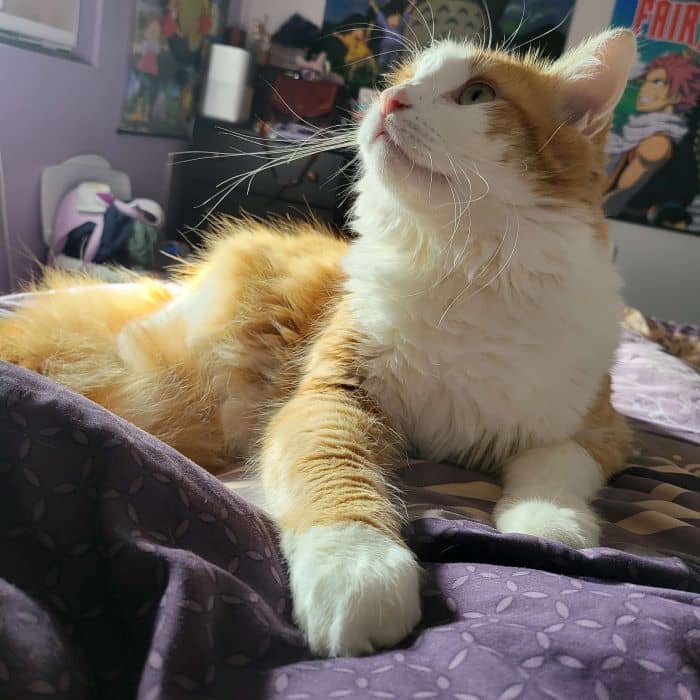 Cat Looking Up