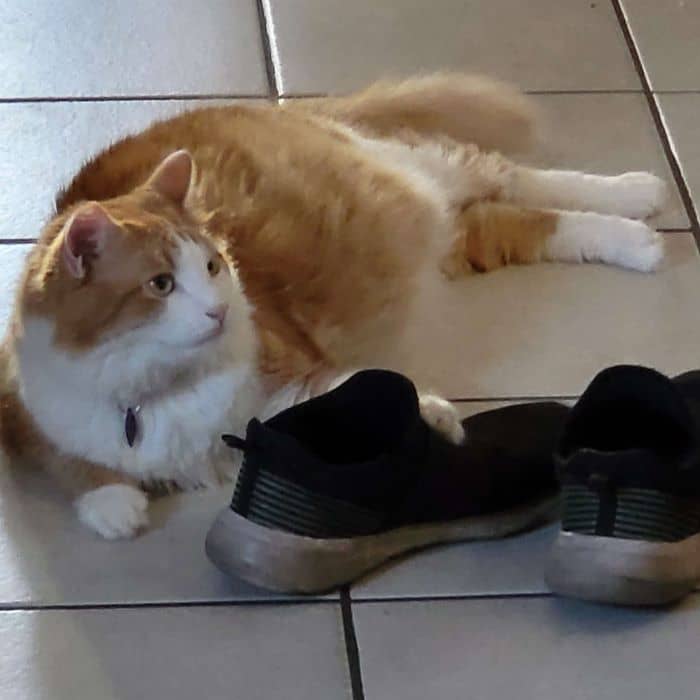 Cat with Shoes