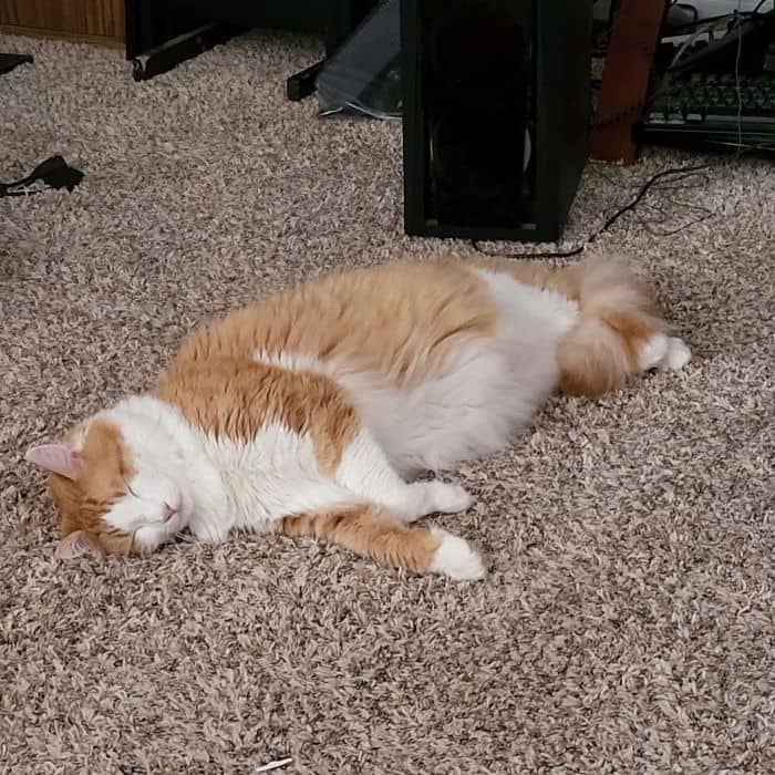 Cat Sleeping on Floor