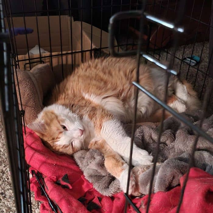 Cat Sleeping in Dog Crate