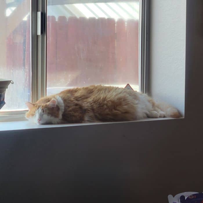 Fat Cat Sleeping in Window
