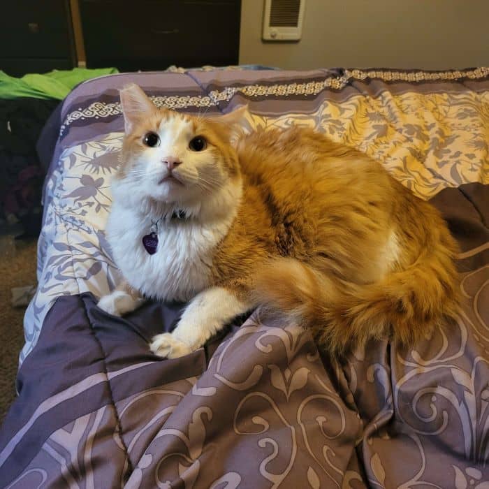 Startled Cat
