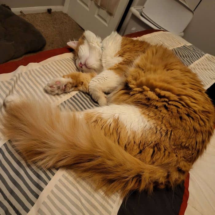 Cat Sleeping on Bed