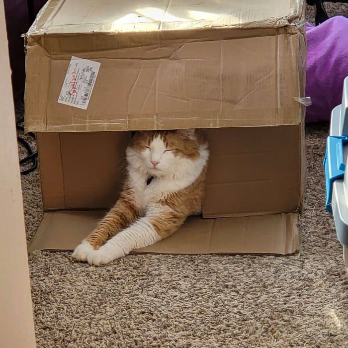 Cat in Box