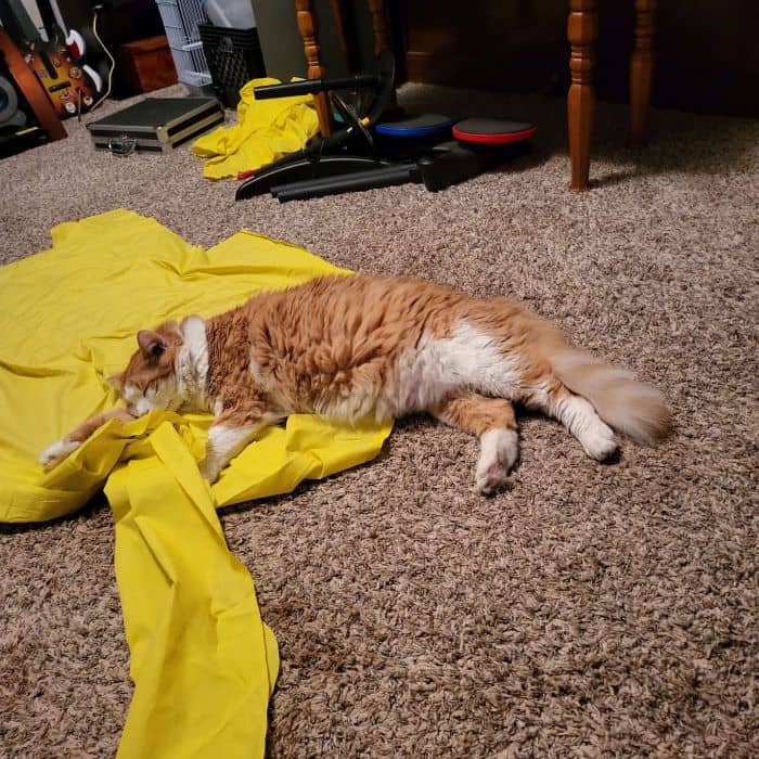 Cat Sleeping on Fabric