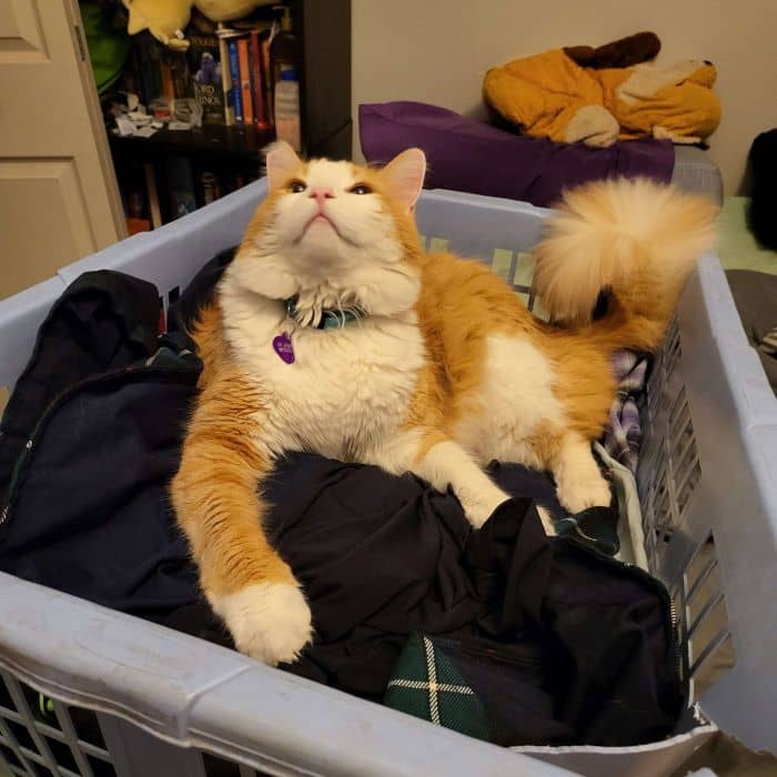 Cat in Laundry Basket