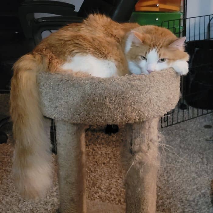 Cat in Cat Tree