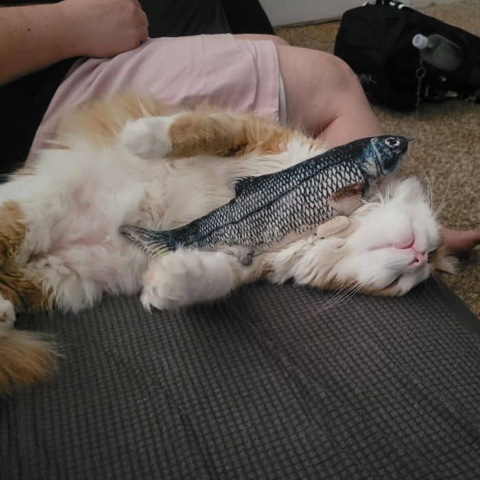 Sleeping Cat with Toy
