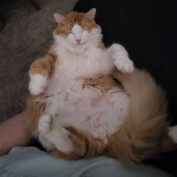 Cat on Couch