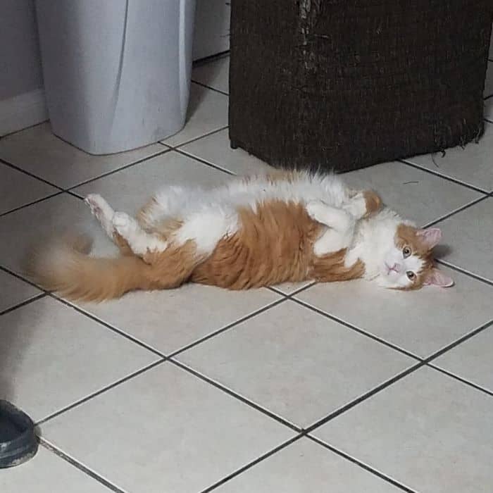Cat on laying on floor