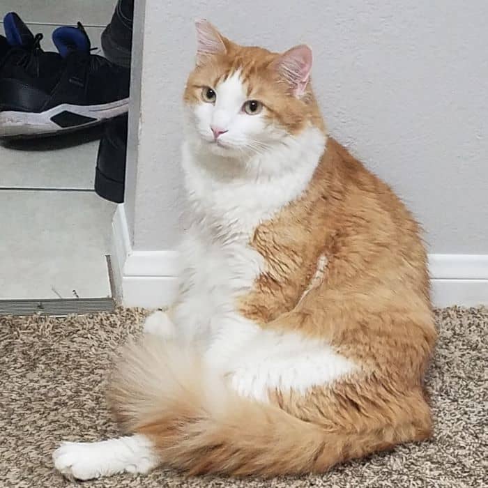 Cat Sitting Stupidly