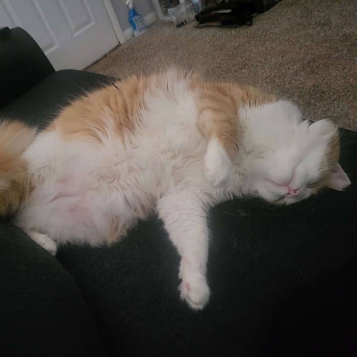 Cat Sleeping on Couch