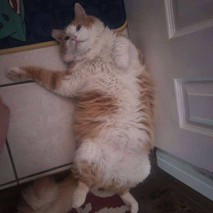 Cat Laying in Doorway