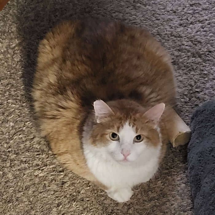 Very Fat Cat