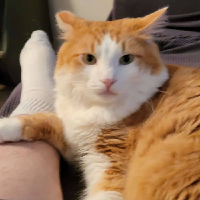 Upset Cat
