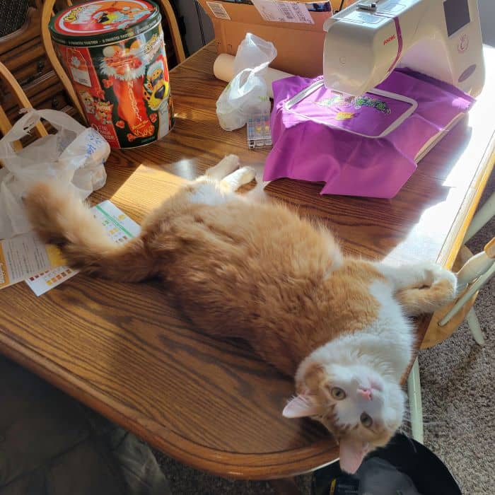Cat Laying On Table