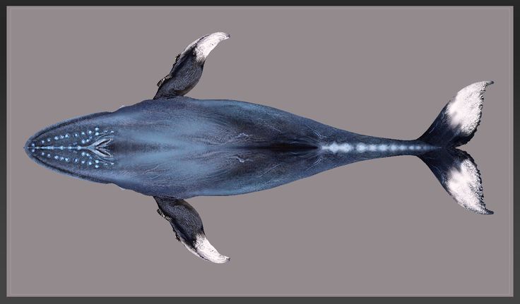 Image of Larry and Takeshi on a whale