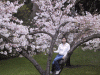 tinaCherryBlossoms.gif (236036 bytes)
