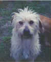 BENJI.jpg (9017 bytes)