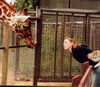 Kate and giraffe... spot the difference!