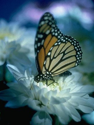  Picture of Beautiful Butterfly on white flower pedals sucking 
 up nector while unknowingly pollinating