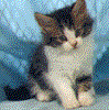  Animated picture of kitten 