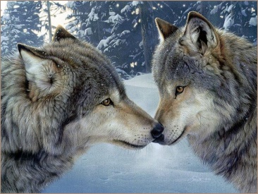  Meeting of Soulmates 
 on the Timber Line 