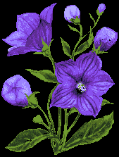  So these aren't 'Violets' ! 
      What do I know ?