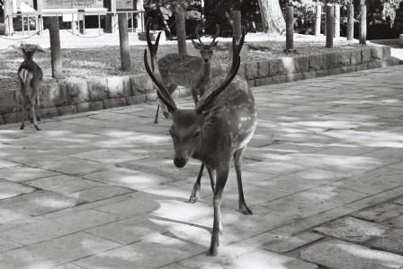 Bowing Deer (Kyoto)