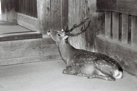 Deer at the Gate (Kyoto)