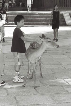Why Deer make Good Pets (Kyoto)