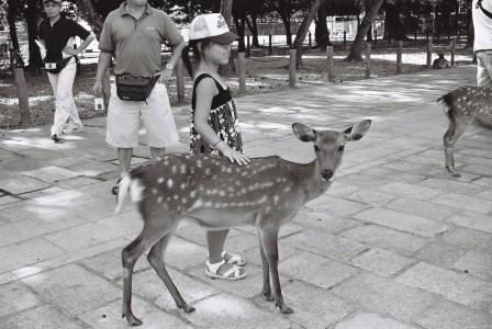Why Deer Make Good Pets (Kyoto)