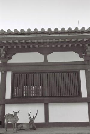 Deers (Kyoto)