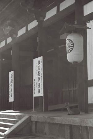 Deer Under the Lantern (Kyoto)