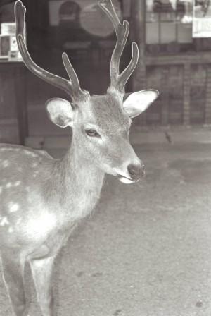 Headshot (Kyoto)