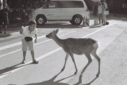 Boy vs. Deer