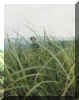 elephantgrass.jpg (285486 bytes)
