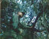 vietnam10.jpg (42154 bytes)